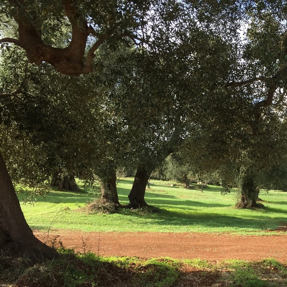 ulivo essenza di puglia1