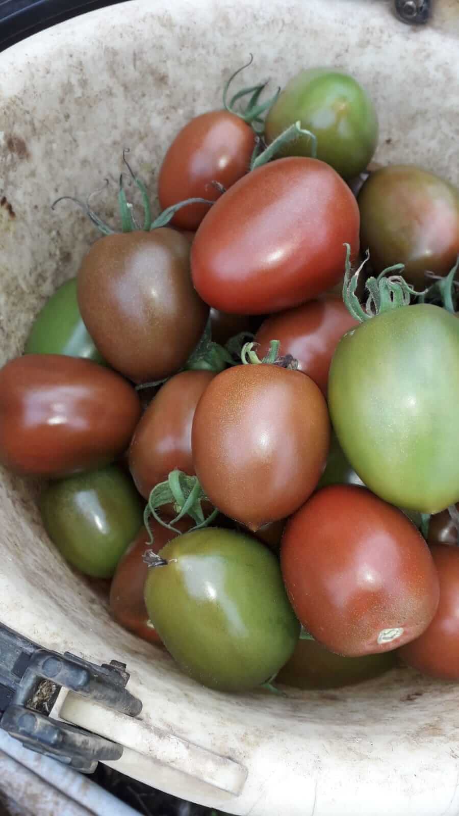 pomodori verde in cassa2